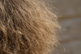 close up von trockene haare mit frizz